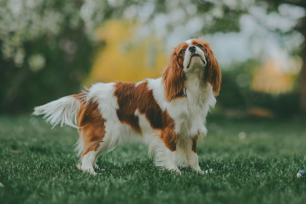 A beautifully groomed Cavalier stands in the grass