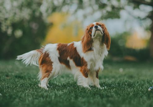 A beautifully groomed Cavalier stands in the grass