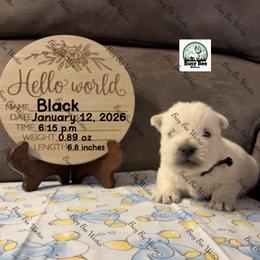 Valentine's Ready Black - White male West Highland White Terrier puppy in Colorado from Busy Bee Westies