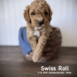 Bernedoodle, Cavapoo, Goldendoodle, and Poodle Puppies from Gypsi Doodles & Poodles