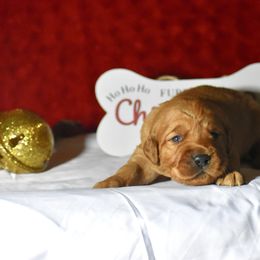 Blitzen(Orange collar) - Dark golden male Golden Retriever puppy in Gober, Texas from Trigger Time Kennels