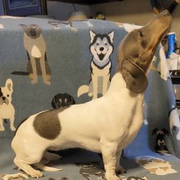 Cara - Dachshund