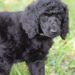 Poodle Puppies from Arindayle Standard Poodles