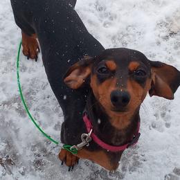 Dachshunds from Amberly's Dachshunds