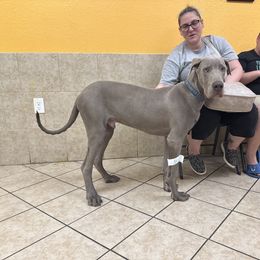 Great Dane Puppies from KD Sweet Southern Danes