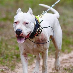 Gamora - Dogo Argentino