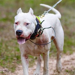 Gamora - Dogo Argentino