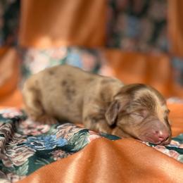 Rosemary - Dapple female Dachshund puppy in Red Oak, Oklahoma from S&H Teenie Weenie Dachshunds