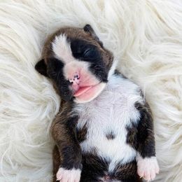 Boxer Puppies from von Ascalon