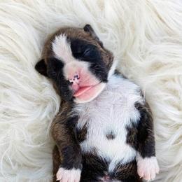 Boxer Puppies from von Ascalon