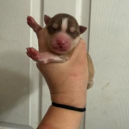 Red boy - Red and white male Siberian Husky puppy in London, Ohio from Rose Trail Siberian’s