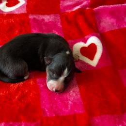 Stella - Blue merle female Border Collie puppy in Hartsville, South Carolina from Wiggles 4 Life