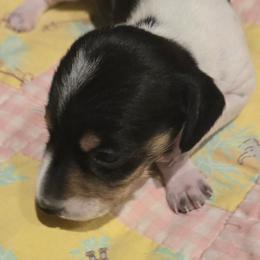 AKC Porky - Piebald male Dachshund puppy in Onalaska, Texas from Weenies on the Lake