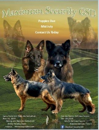 German Shepherds from Maximum Security GSD