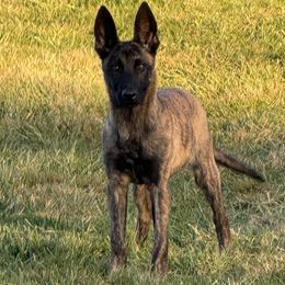 Zak - Gold brindle male Dutch Shepherd puppy in Watertown, Connecticut from APACHE CANINE