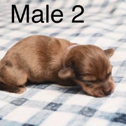 Male 2 - Dapple male Dachshund puppy in Winton, North Carolina from Parker’s all American Doxies