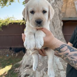 Brown Collar Female - Yellow female Labrador Retriever puppy in Modesto, California from O’Brien Labrador Retrievers