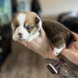 Pembroke Welsh Corgi Puppies from Columbine Corgis