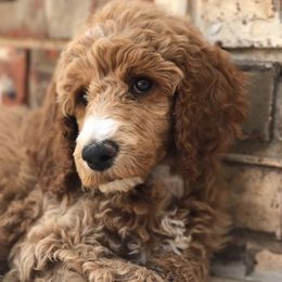 Goldendoodles and Poodles from Texoma Poodle Ranch