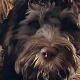 Finley - Australian Labradoodle