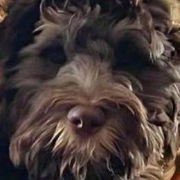 Finley - Australian Labradoodle