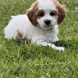 Spot - Cream male Cavapoo puppy in South Salt Lake, Utah from Grace's Fancy Poodles