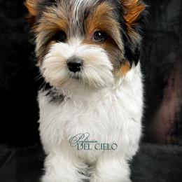 Biewer Terrier Puppies from Perfección Del Cielo Biewer Terriers