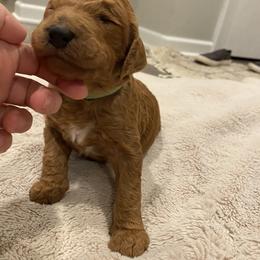 Poodle Puppies from Willow Rock Poodles