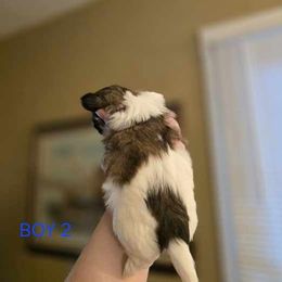 Boy 2 - Brindle and white male Shih Tzu puppy in Norris City, Illinois from Dainty and Darling Shih Tzu