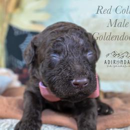 Red collar - Chocolate male Goldendoodle puppy in Plattsburgh, New York from Adirondack Poodles Goldendoodles,Bernedoodles & Schnoodles
