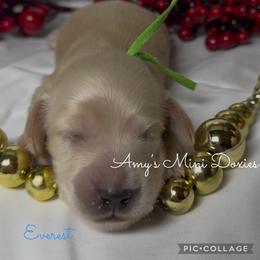 AKC Everest (Green) - Cream male Dachshund puppy in Jena, Louisiana from Amy’s Mini Doxies