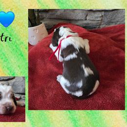 Lucky - Liver white and tan male English Springer Spaniel puppy in Freeland, Michigan from McNally's Springer Spaniels