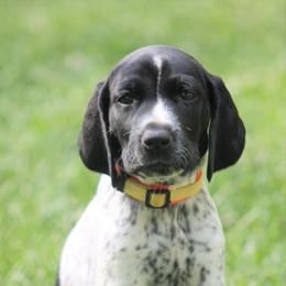 German Shorthaired Pointer Puppies from Keystone Gun Dogs/vom Schlussstein Shorthairs