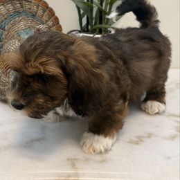 Drake - Red sable male Havanese puppy in Semmes, Alabama from Hayden's Havanese