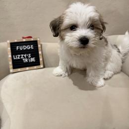 Fudge - White male Coton de Tulear puppy in Surprise, Arizona from Lizzy’s Tribe