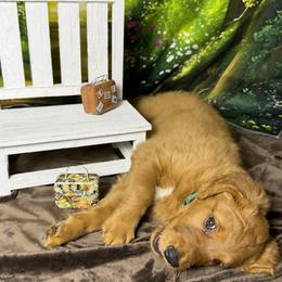 Boy 3 - Dark golden male Golden Retriever puppy in Sentinel, Oklahoma from Tux Goldens