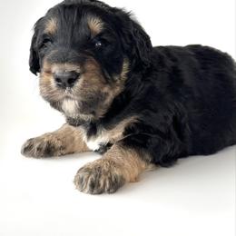 Matey - Phantom male Bernedoodle puppy in Pulaski, Tennessee from Doodle My Heart