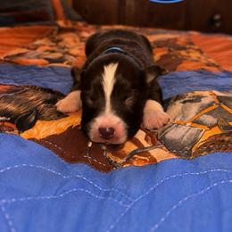 Boy 3 - Red tri male Miniature Australian Shepherd puppy in Arizona from Country Charm Mini Aussies