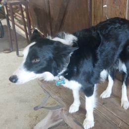 Border Collies from Casey Farm