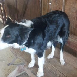 Border Collies from Casey Farm