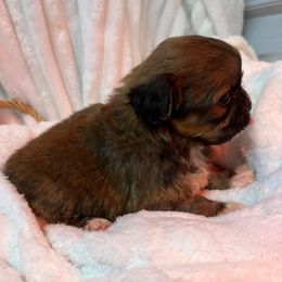 Soloman - Red brindle male Pekingese puppy in Elgin, South Carolina from Silver Bells Paw Prints