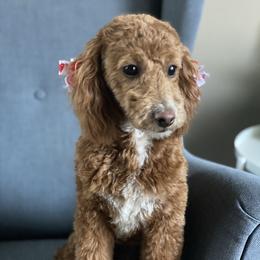 Bailey - Goldendoodle