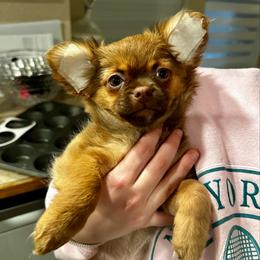 Coco - Chocolate sabled fawn female Chihuahua puppy in Burleson, Texas from Luxe Paradise House of Chi