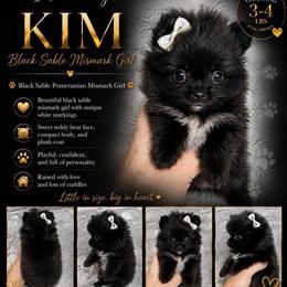 Kim - Black and brindle female Pomeranian puppy in Cropwell, Alabama from Poms On The Lake