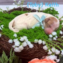 Toby Kieth - Parti male Goldendoodle puppy in Burley, Idaho from Gold Country mini doodles