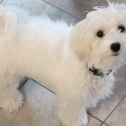 Peaches - Coton de Tulear
