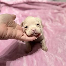 Girl 6 - White female Boxer puppy in Prestonsburg, Kentucky from Bre’s Boxers