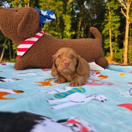 Chocolate based ee red (poss dapple) - Chocolate male Dachshund puppy in West Plains, Missouri from Spring Creek Dachshunds