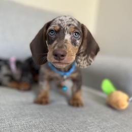 Dachshund and French Bulldog Puppies from AZ Royal Doxies llc