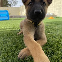 Belgian Malinois Puppies from Care 2 Protect